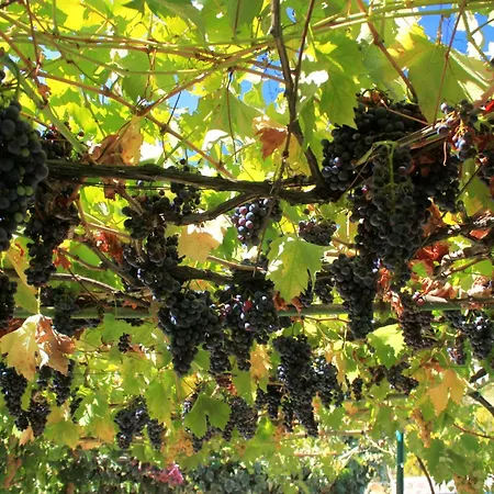 By The Sea Zrnovska Banja, - 194 דירה